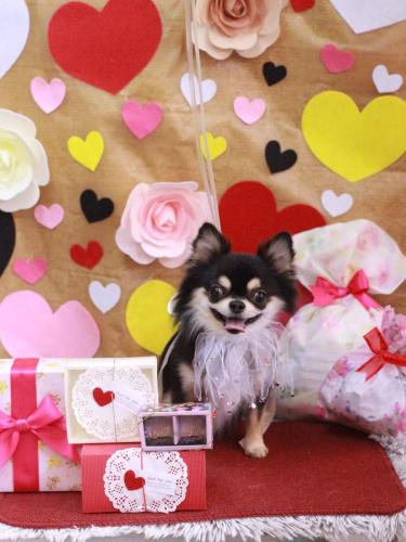 20230214ボスくん